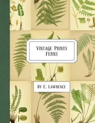 Vintage Prints: Ferns by Lawrence, E.